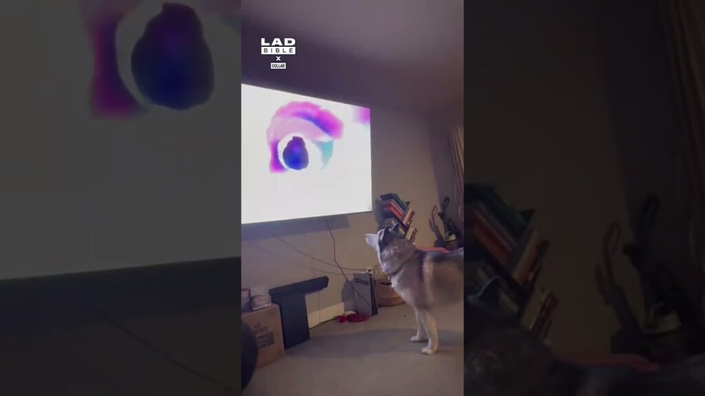 showing my dog brain rot for the first time collab Shorts MUSIVEO