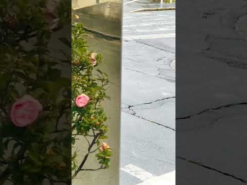 くるり/ばらの花 #弾き語り
