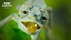 maxresdefault 11 Madagascar's Extraordinary Wildlife | A World Unlike Anywhere Else | BBC Earth Relax MUSIVEO