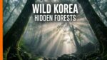 maxresdefault 13 Wild Korea: Sea Women and Hidden Forests | Full Documentary MUSIVEO